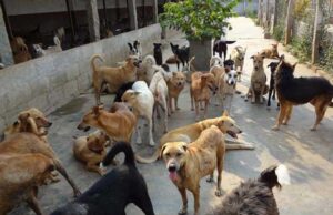 Dog Shelter for Stray Dogs: आवारा कुत्तों के लिए सभी शहरों में रायपुर की तरह बनना चाहिए डॉग शेल्टर