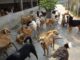 Dog Shelter for Stray Dogs: आवारा कुत्तों के लिए सभी शहरों में रायपुर की तरह बनना चाहिए डॉग शेल्टर