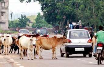 Gau Satyagraha of Congress: अफसरों के दफ्तर-घर के बाहर मवेशी बांधेगी कांग्रेस, 16 अगस्त को गौ सत्याग्रह