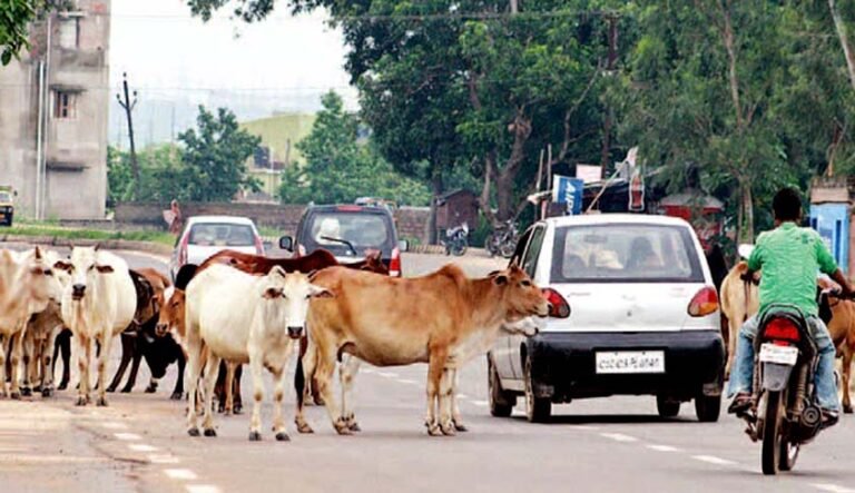 Stray-Cows-min.jpg