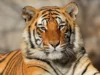 Guru Ghasidas-Tamor Pingla Tiger Reserve: गुरु घासीदास- तमोर पिंगला छत्तीसगढ़ का चौथा टाइगर रिजर्व, विष्णुदेव सरकार ने किया अधिसूचित