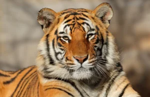 Guru Ghasidas-Tamor Pingla Tiger Reserve: गुरु घासीदास- तमोर पिंगला छत्तीसगढ़ का चौथा टाइगर रिजर्व, विष्णुदेव सरकार ने किया अधिसूचित