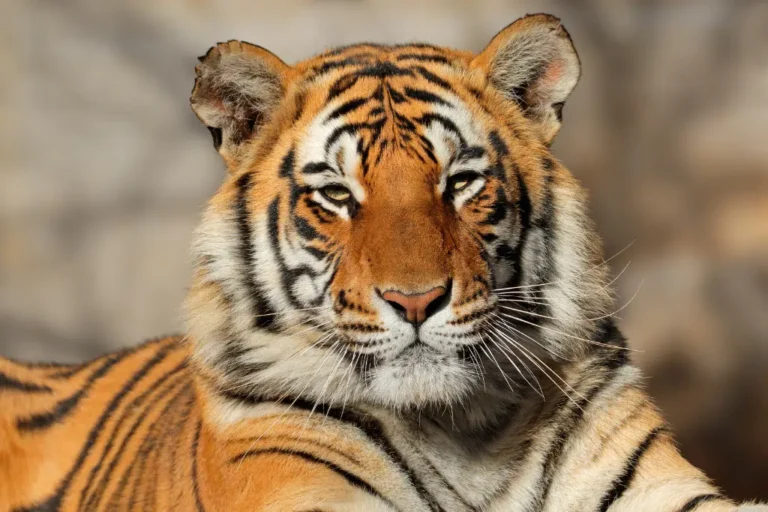 Untitled-683-x-1024-px-5.png.webp