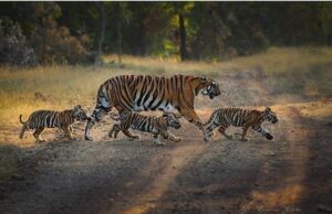 4th tiger reserves in cg: गुरूघासीदास-तमोर पिंगला टाइगर रिजर्व के रूप में अधिसूचित, देश का तीसरा बड़ा टाइगर रिजर्व होगा