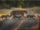 4th tiger reserves in cg: गुरूघासीदास-तमोर पिंगला टाइगर रिजर्व के रूप में अधिसूचित, देश का तीसरा बड़ा टाइगर रिजर्व होगा