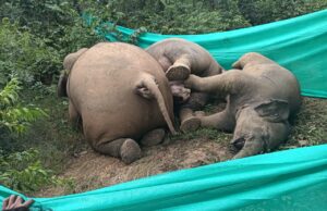 Trouble on elephants: हाईटेंशन करंट में फंसकर तीन हाथियों की मौत