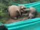 Trouble on elephants: हाईटेंशन करंट में फंसकर तीन हाथियों की मौत