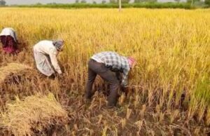 Farmers Registration: समर्थन मूल्य पर धान एवं मक्का की खरीदी के लिए किसानों का पंजीयन 31 अक्टूबर तक