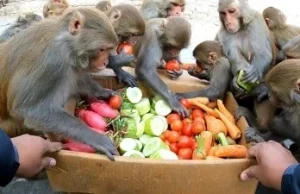 Generosity to monkeys: अभिनेता अक्षय कुमार का पशुप्रेम, अयोध्या के बंदरों को खाना खिलाने दान किए 1 करोड़ रुपए
