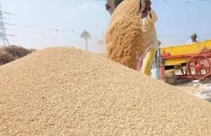 Paddy Purchase: छत्तीसगढ़ में 15 नवंबर से होगी धान खरीदी : मंत्री टंकराम वर्मा