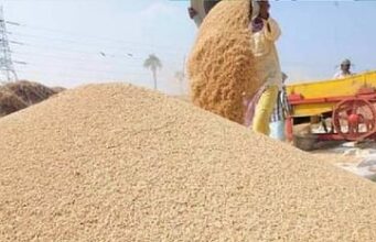 Paddy Purchase: छत्तीसगढ़ में 15 नवंबर से होगी धान खरीदी : मंत्री टंकराम वर्मा