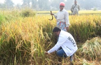 The collector cut the paddy: मजदूरों के साथ कलेक्टर अवनीश शरण धान काटने लगे