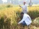 The collector cut the paddy: मजदूरों के साथ कलेक्टर अवनीश शरण धान काटने लगे