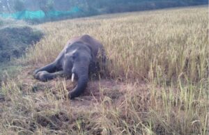 Another elephant died: एक और हाथी फसल बचाने बिछाए करंट में फंसकर मारा गया , आरोपी गिरफ्तार