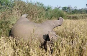 Elephants in distress: अचानकमार रिजर्व से सटे जंगल में हाथी शावक की शिकारियों के बिछाए करंट में फंसकर मौत