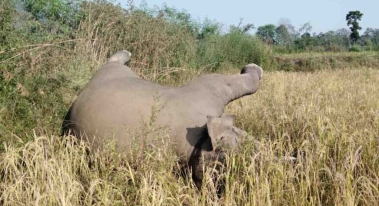 HATHI-SHAVAK-1.jpg