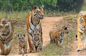 New Tiger Reserve notified: गुरु घासीदास-तमोर पिंगला 56वें बाघ अभ्यारण्य के रूप में अधिसूचित