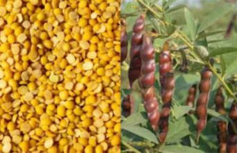 Big decision: विष्णुदेव सरकार का अहम फैसला, दलहन तिलहन और गेहूं पर मंडी शुल्क और कृषक कल्याण शुल्क में छूट