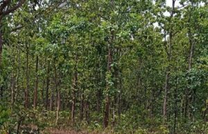 Indian Forest Survey: छत्तीसगढ़ के जंगलों में वृक्षों का घनत्व बढ़ा, देश में पहला स्थान