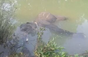 Another elephant died: नाले में मिला दंतैल हाथी का शव, करंट लगाकर मार डालने की आशंका