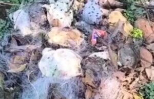 Aquatic Creatures: रतनपुर महामाया कुंड में जाल में मृत पाए गए 30 कछुए, स्थानीय प्रशासन और ट्रस्ट पर उठे सवाल