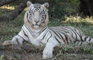 Kanan pendari zoo: कानन पेंडारी चिड़ियाघर में सफेद शेर आकाश की मौत