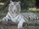 Kanan pendari zoo: कानन पेंडारी चिड़ियाघर में सफेद शेर आकाश की मौत