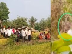 Tiger Attack: बाघ ने युवक पर किया हमला, खा गया कमर के नीचे का हिस्सा, तेंदूपत्ता तुड़ाई बंद