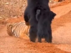 Viral Video : मादा भालू ने बाघ से भिड़कर बचाया अपने बच्चे को, वायरल वीडियो में दिखी मां की ममता
