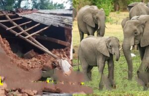 Elephants rampage: रायगढ़ में हाथियों का उत्पात, 5 साल की बच्ची समेत तीन ग्रामीणों की मौत