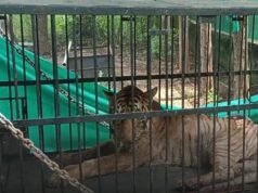 CG wildlife: जंगल सफारी की ‘बिजली’ की मौत, इलाज के लिए भेजी गई थी गुजरात, वनतारा ने सोशल मीडिया पर जानकारी की पोस्ट