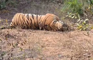 CG News : सरहदी जंगल में बाघ की रहस्यमयी मौत, शरीर पर मिले चोट के निशान, शिकार की आशंका से वन अमला अलर्ट