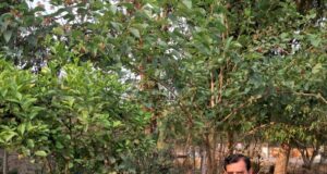 Roadside greenery: 10 साल की तपस्या और सड़क किनारे खड़ी कर दी हरियाली