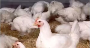 Bird Flu in Bilaspur: कोनी समेत कई इलाके कंटेनमेंट जोन घोषित, 10 KM के दायरे में मुर्गे-अंडे की बिक्री पर रोक