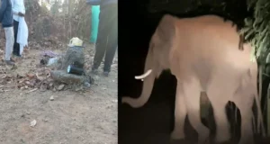 CG News : धान उपार्जन केंद्र में घुसा हाथी, मंडी प्रभारी को कुचला, पत्नी ने भागकर बचाई जान