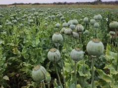 CG News : मक्के की खेती के नाम सरकारी योजना का लाभ लेकर अफीम उगा रहा था किसान, कृषि विस्तार अधिकारी निलंबित