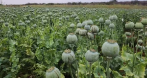 CG News : मक्के की खेती के नाम सरकारी योजना का लाभ लेकर अफीम उगा रहा था किसान, कृषि विस्तार अधिकारी निलंबित