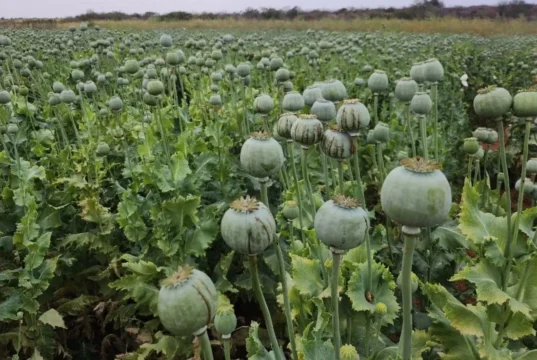 CG News : मक्के की खेती के नाम सरकारी योजना का लाभ लेकर अफीम उगा रहा था किसान, कृषि विस्तार अधिकारी निलंबित