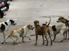 Bilaspur News : आवारा कुत्तों का आतंक, एक ही दिन में 16 लोगों को काटा, बच्चे भी बने शिकार