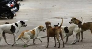 Bilaspur News : आवारा कुत्तों का आतंक, एक ही दिन में 16 लोगों को काटा, बच्चे भी बने शिकार