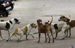 Bilaspur News : आवारा कुत्तों का आतंक, एक ही दिन में 16 लोगों को काटा, बच्चे भी बने शिकार