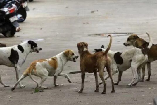 Bilaspur News : आवारा कुत्तों का आतंक, एक ही दिन में 16 लोगों को काटा, बच्चे भी बने शिकार