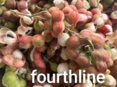 Ganga Tamarind : गंगा इमली के पेड़ विलुप्ति की ओर , सड़क चौड़ीकरण की भेंट चढ़ गए सैकड़ो पेड़