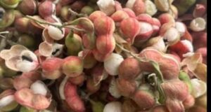 Ganga Tamarind : गंगा इमली के पेड़ विलुप्ति की ओर , सड़क चौड़ीकरण की भेंट चढ़ गए सैकड़ो पेड़