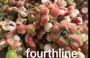 Ganga Tamarind : गंगा इमली के पेड़ विलुप्ति की ओर , सड़क चौड़ीकरण की भेंट चढ़ गए सैकड़ो पेड़