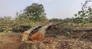 Down To Earth report : पिछले तीन वर्षों में पूरे देश में सबसे ज्यादा छत्तीसगढ़ में कटे पेड़ , अकेले सरगुजा में 4 लाख पेड़ों की कटाई