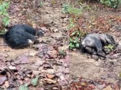 CG News : जंगल में तीन भालुओं के शव मिलने से वन विभाग में मचा हड़कंप, करंट से मौत की आशंका