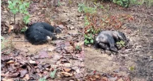 CG News : जंगल में तीन भालुओं के शव मिलने से वन विभाग में मचा हड़कंप, करंट से मौत की आशंका