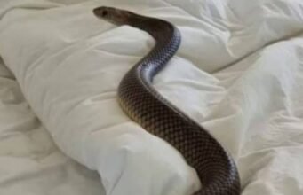 Cobra in the girls’ hostel : हॉस्टल मे घुसा नाग, सो रहीं 6 छात्राओं को डसा, 3 की इलाज के दौरान मौत