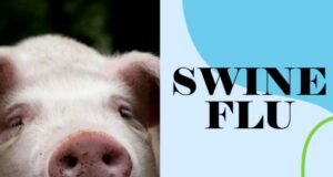CG swine flue alert : दुर्ग में स्वाइन फ्लू की दस्तक, 2 साल की बच्ची H1N1 पॉजिटिव, संपर्क में आए लोगों की निगरानी